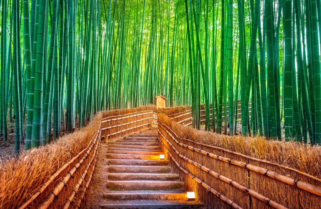 Arashiyama Bamboo Grove, Kyoto, Japan