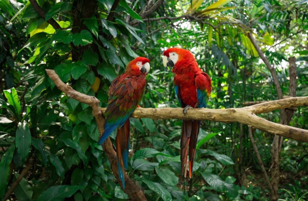 Jungle Island, Miami, Florida.