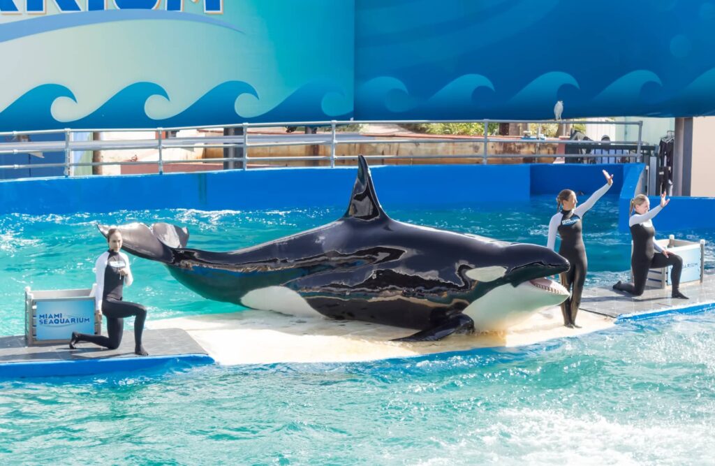 The show of Lolita,the killer whale at the Miami Seaquarium.Founded in 1955,the facility receives over 500,000 visitors annually
